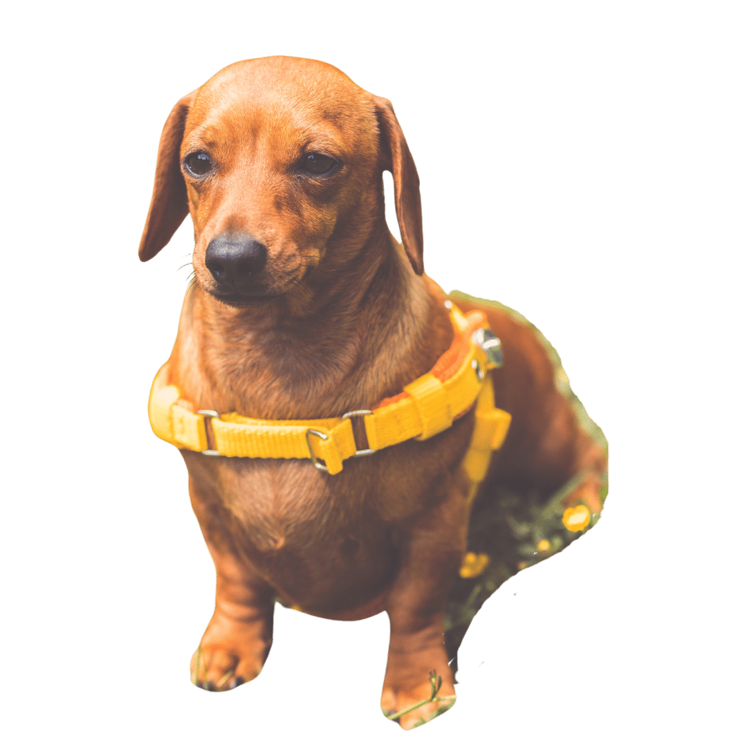 mentor dog Derek